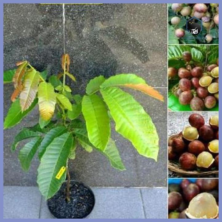 BIBIT BUAH MATOA HASIL OKULASI TAMAN TANAMANA BIBIT PEKARANGAN HIASAN BUAH BUNGA