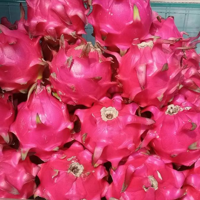 Buah naga merah organik | naga merah manis - 1kg