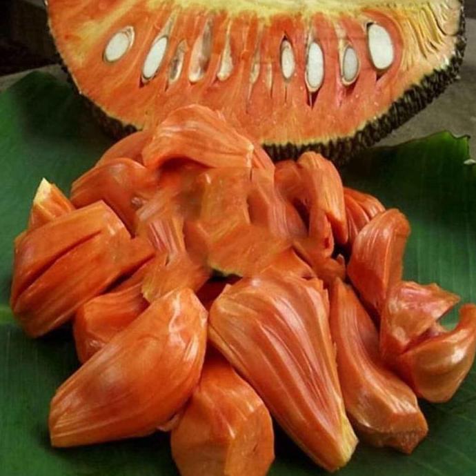 BISA BERBUAH DI POT Bibit NANGKA MADU MERAH JUMBO siap BERBUAH
