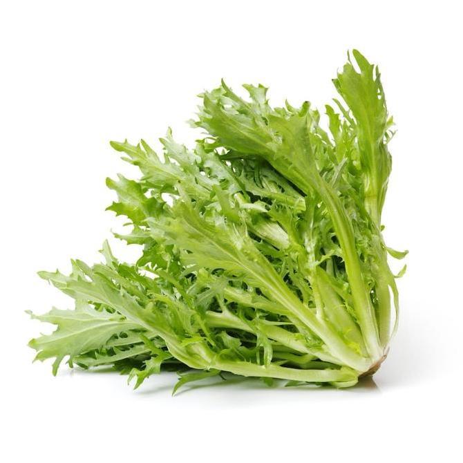 Benih Selada Endive Korbi Rijk Zwaan 1000 Pils Kemasan Original Lettuce Endive