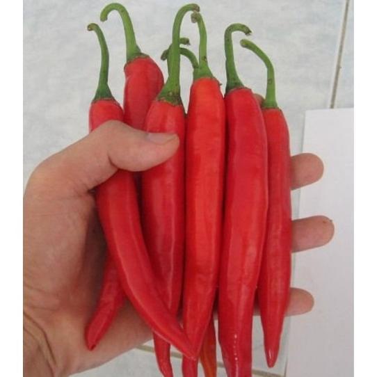 Bisa Cod Ya Kak Bisa Bayar Di Tempat - Cabe Merah Besar 30 Biji Bibit Seed Benih Cabe Merah Besar Sa