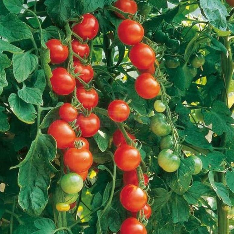 Bisa Cod Ya Kak 25 Biji - Benih Tomat Mini Ceri Rempai Buah Lebat Sebesar Kelereng - Bibit Tomat Che