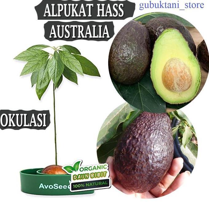Bibit Buah Alpukat Hass Okulasi Cepat Berbuah Tanaman Tabulampot