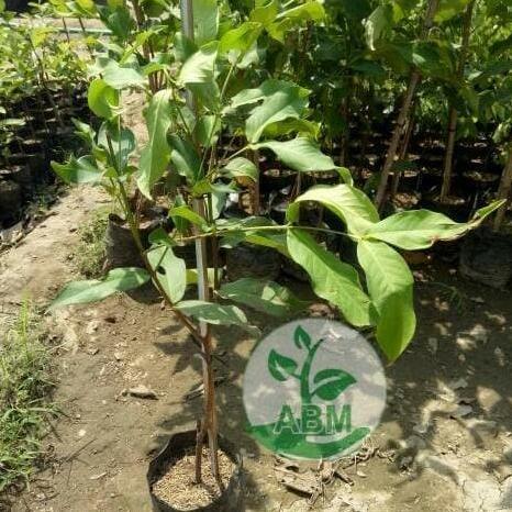 Bibit Jambu Air Citra Madu Unggulan