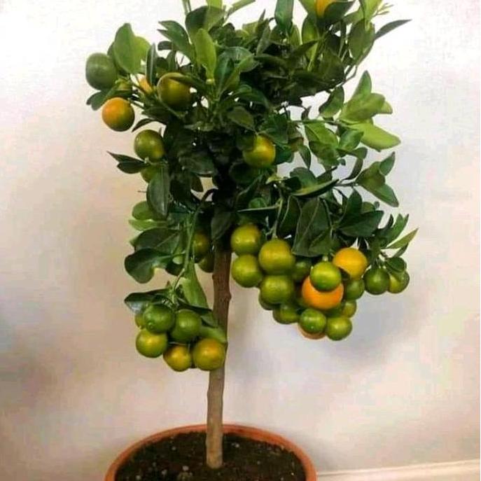 Bibit Jeruk Santang madu Okulasi