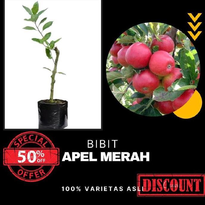 Bibit Apel Merah Cangkok Cepat Berbuah