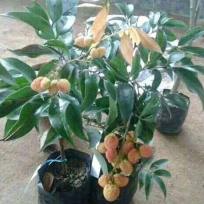 TANAMAN LECI  MADU HIJAU  CANGKOK