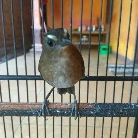 Burung Jongkangan Cingcoang Gacor