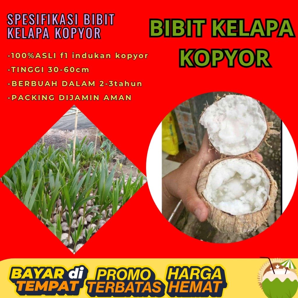 POHON PENDEK  Bibit Kelapa Kopyor Harga, Bibit Kelapa Kopyor Jelly, Bibit Kelapa Kopyor Jelly Thaila