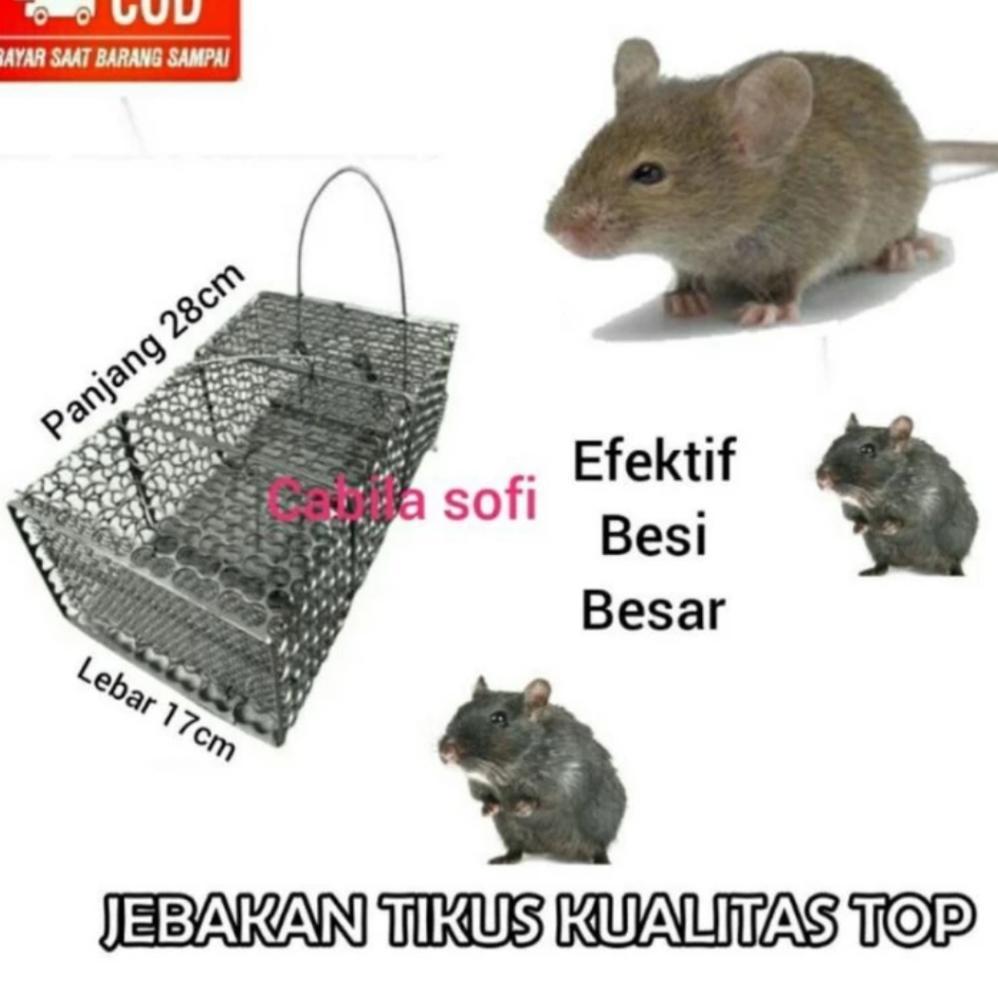 Perangkap Tikus Besi Jebakan Musang Ampuh Kuat Murah