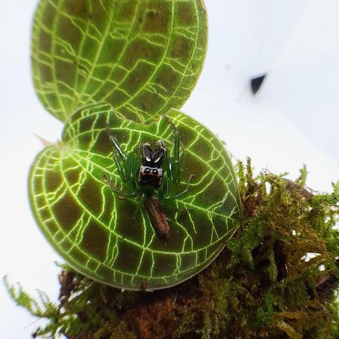 New- green jumping spider
