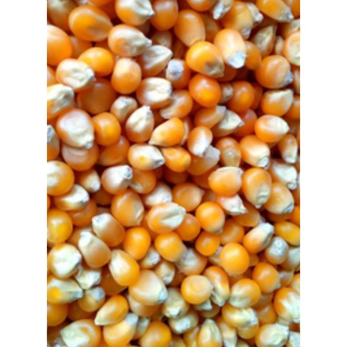 Popcorn Mushroom Kiloan Preferred Jumbo Mushroom Poprcorn