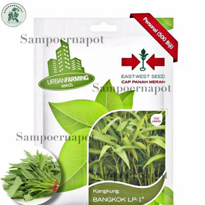 benih bibit kangkung Bangkok LP cap panah merah - KANGKUNG BANGKOK LP