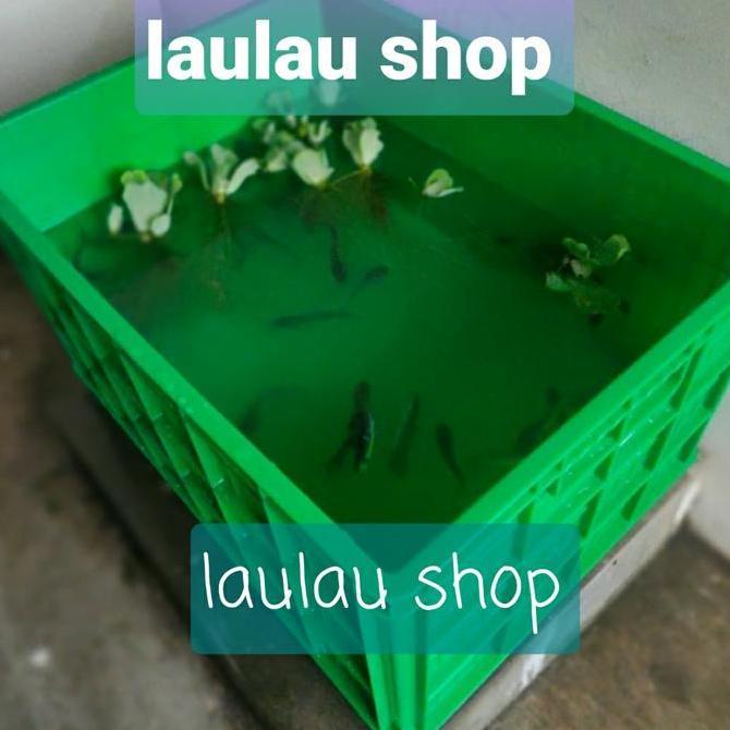 Hanata 3101 Box Container 200 Liter / Keranjang Industri / Kolam Ikan