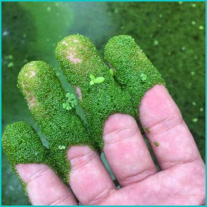 Cuci Gudang Wolfia 5 Ons & 1Kg Wolffia