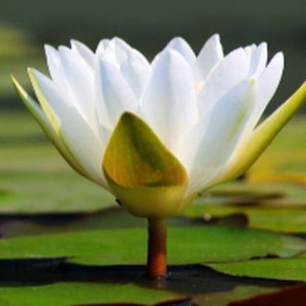 tanaman bunga teratai putih