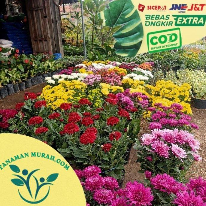 Bibit bunga krisan siap tanam dan unggul