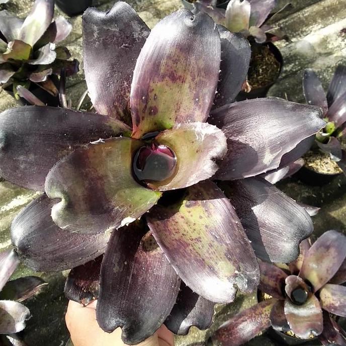 bromelia black ninja