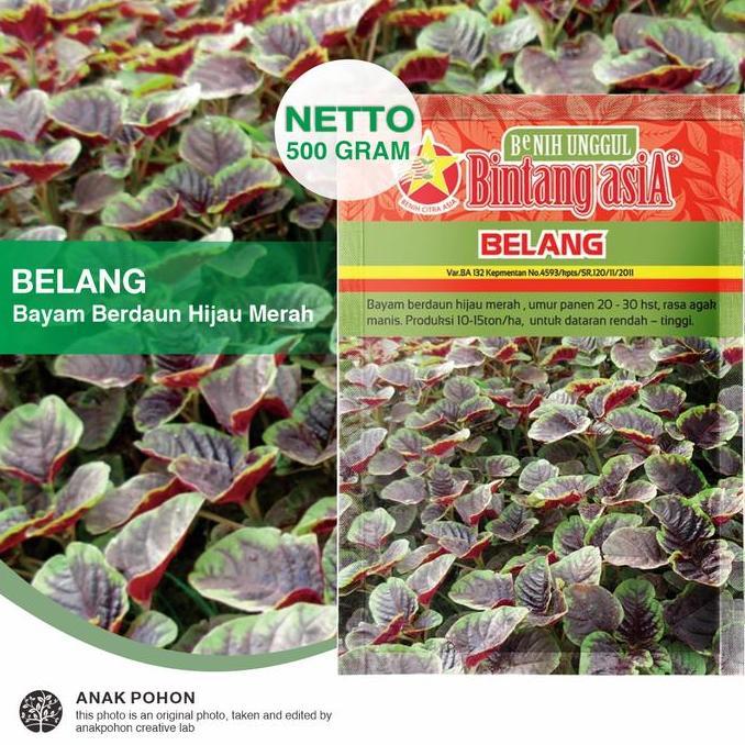 (1 PACK) Benih Bayam BELANG Cabut Berdaun Hijau Merah Batik Seeds - Bintang Asia - 500 GRAM