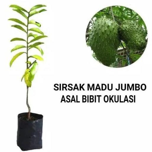 Bibit Sirsak Madu Jumbo Pohon Sirsak Madu Tanaman Buah Dalam Polibag Tinggi 40-50cm Hasil Cangkok St