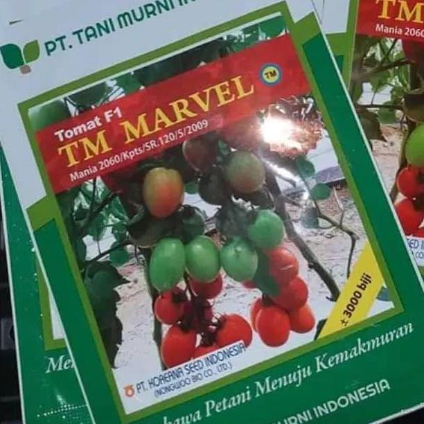 benih tomat TM Marvel F1 10 gr bibit tomat hibrida tani murni