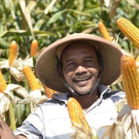 Benih Jagung NK 212 Syngenta 1 KG NK212