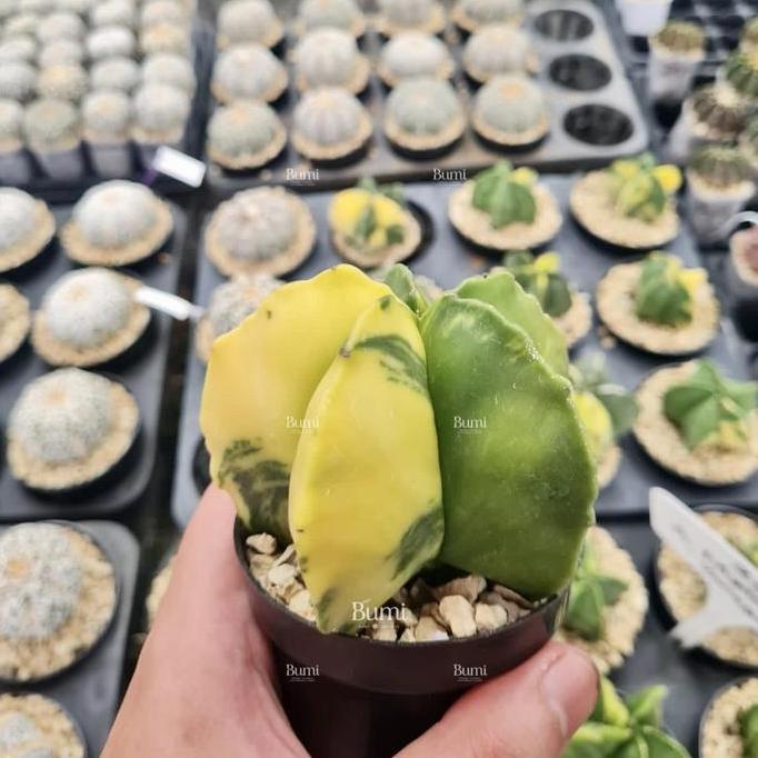 Astrophytum myriostigma 'variegata' - Bumi Kaktus Gurun Succulent