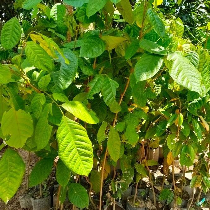 Bibit Pohon Buah Langsat/ Kokosan