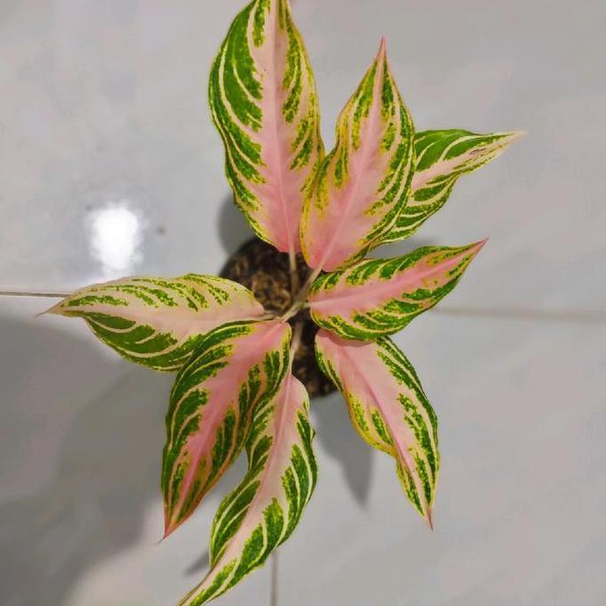 benih bunga aglonema pink sunset