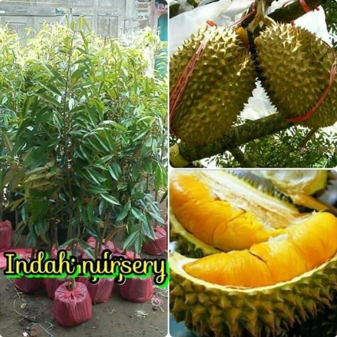 bibit buah durian Musang King- musangking Malaysia asli dijamin super