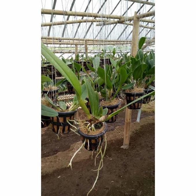 bibit anggrek cattleya pradewasa