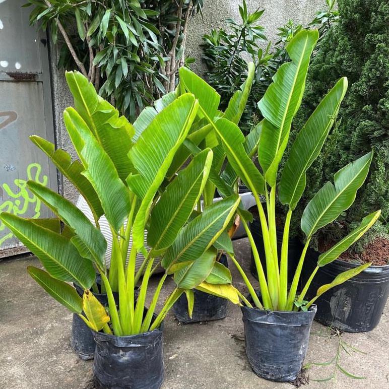 PROMO Tanaman Hias Pisang Kipas Tanaman Indoor Pisang Kipas / Pohon Pisang Kipas Tanaman Hidup Pisan