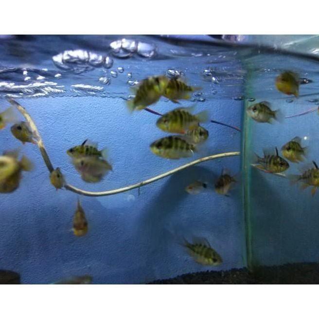 New- Ramirezi Ballon German