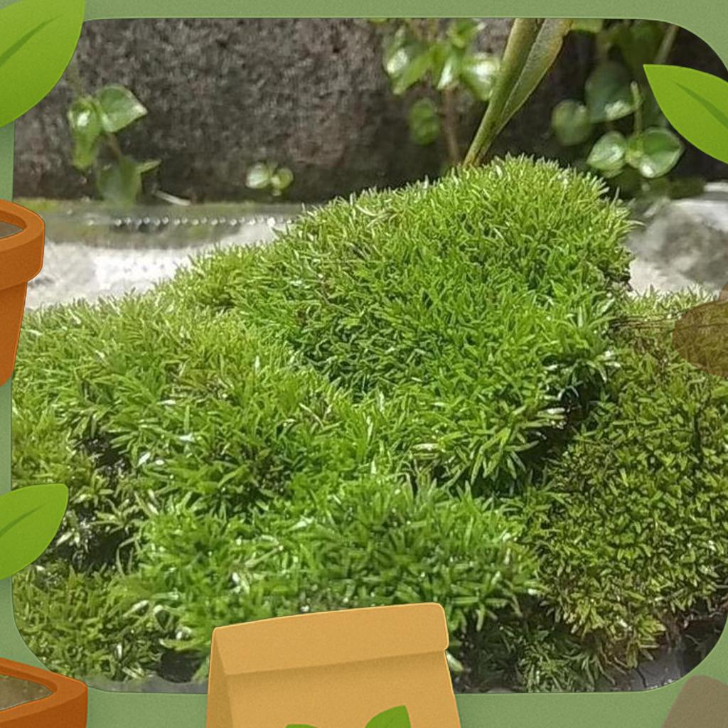 Moss Mutiara Pearl | Moss Darat Paludarium Terrarium Vivarium Murah