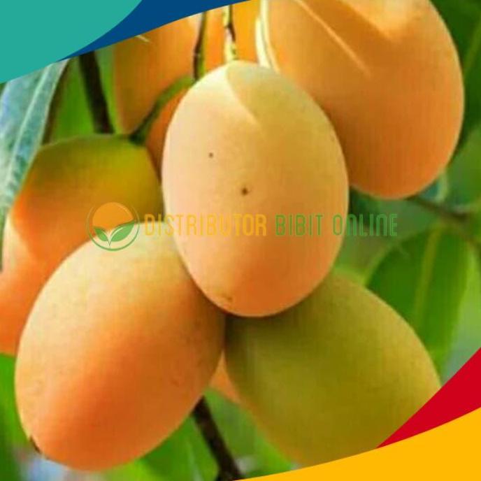 Bibit Tanaman Mangga Madu Anggur