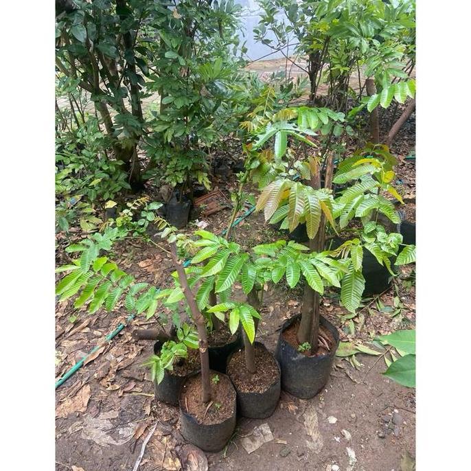 Paket Bibit Matoa Cangkok