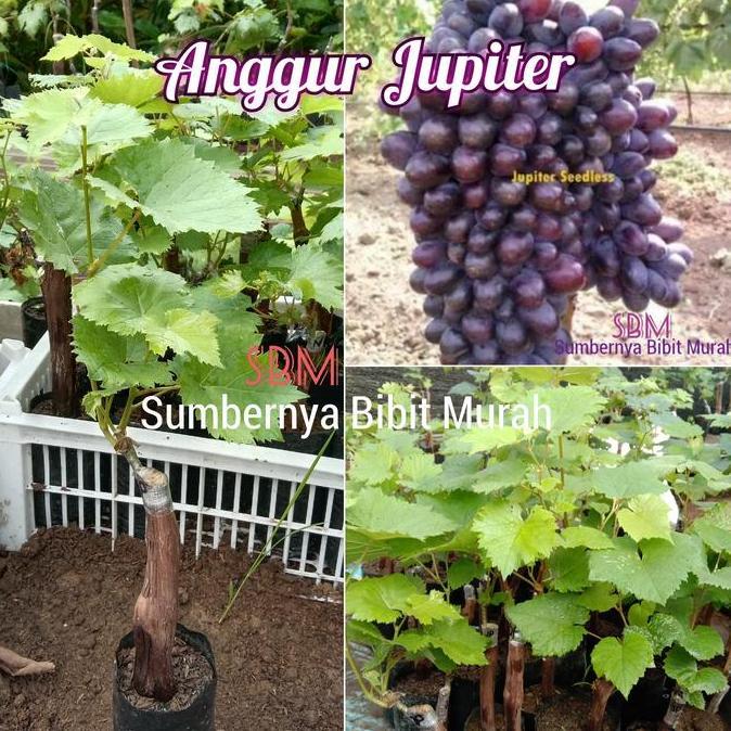 Bibit Anggur Jupiter - Anggur Impor Jupiter grafting