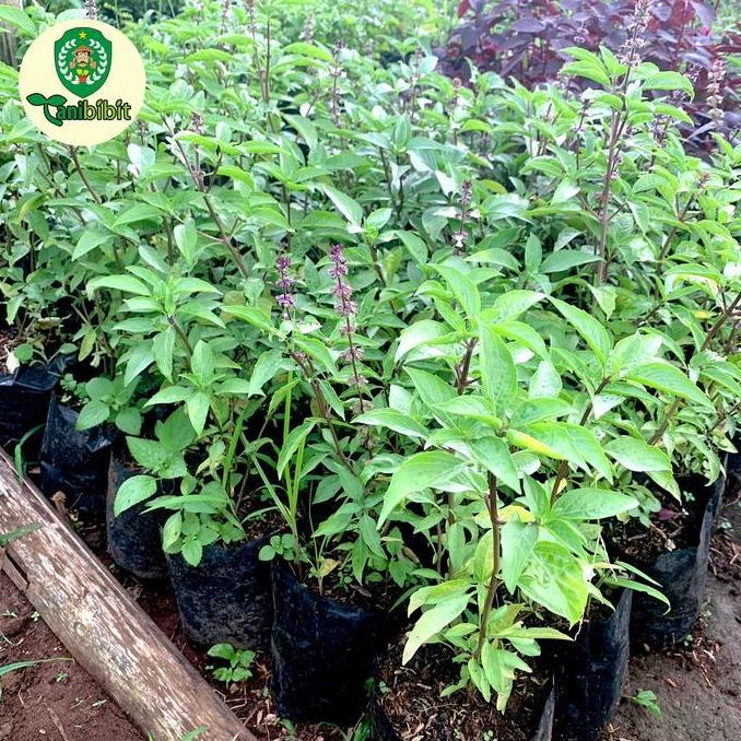 thai basil tanaman herbal bibit kemangi thailand