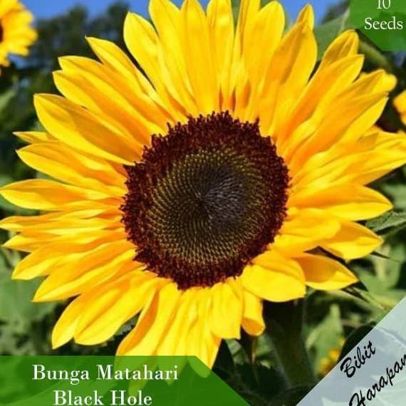 Bibit Benih Biji Bunga Matahari Black Hole Sun Flower Bibit Unggul