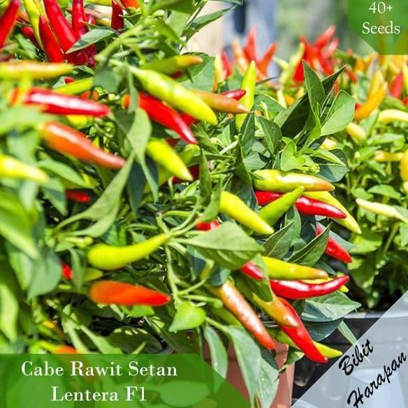 Bibit Benih Cabe Rawit Setan Lentera F1 Super Pedes Benih Bibit Unggul