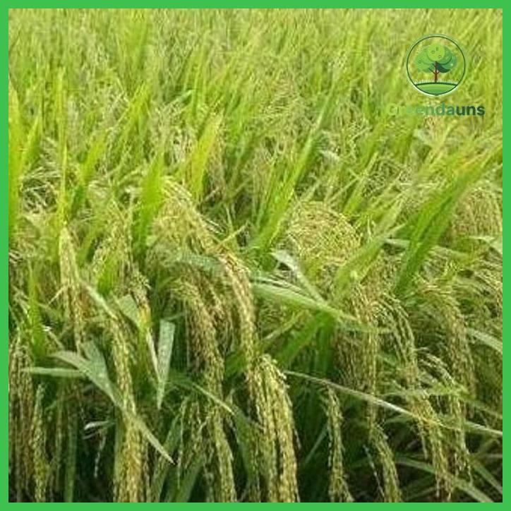 BENIH PADI UNGGUL PANDAN WANGI AROMATIK KEMASAN 1KG KUALITAS SUPER PREMIUM TAMAN TANAMANA BIBIT PEKA