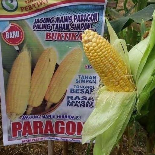 New- Benih / bibit Jagung manis Paragon