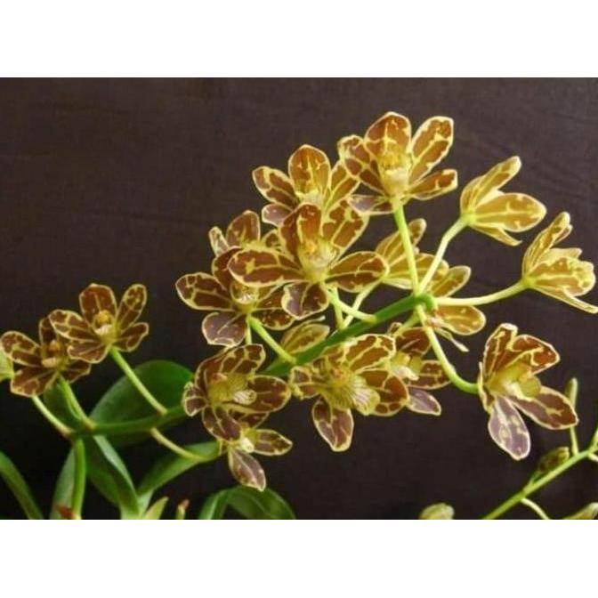 New- Seedling Anggrek Grammatophyllum Scriptum