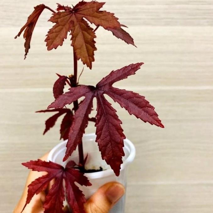 New- Tanaman Hibiscus Red Panama / Cranberry Hibiscus