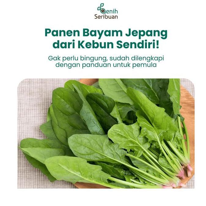 25 Benih Bayam Jepang Horenso Bibit Sayuran Horenzo Organik Unggul