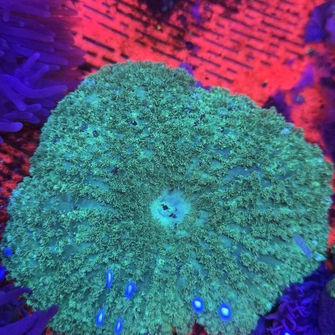 anemon karpet hijau bulu halus.