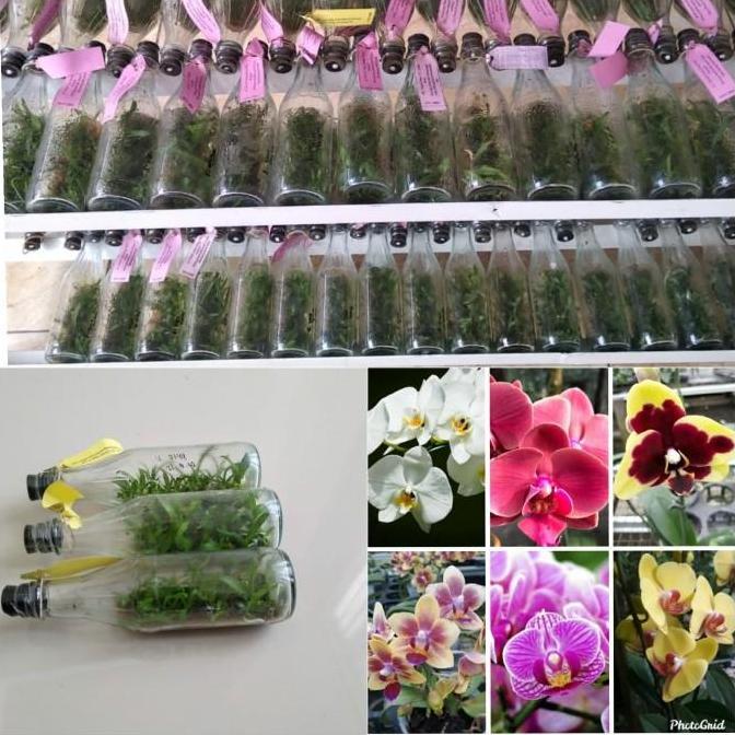 Best- bibit bunga anggrek bulan warna mix dalam botol