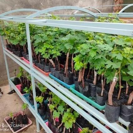 Best- bibit anggur import moondrop original