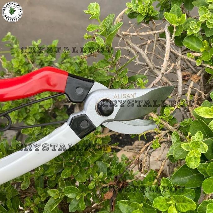 Ytta- Gunting Dahan Ranting Kayu Batang Tanaman - Gunting Alisan 103 Merah Putih