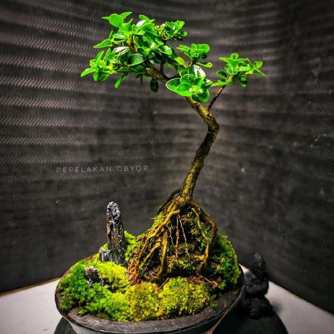ORIGINAL Bonsai Sancang Penjing Viet Style REALPICT SAMA SEPERTI DI PHOTO PRODUCT READY STOCK
